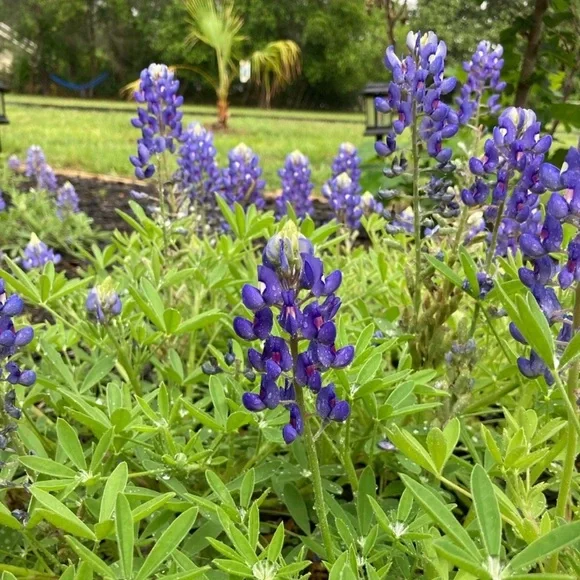 50 Seeds Texas Bluebonnet Wildflower Lupinus texensis Flower Seeds Garden - Picture 13 of 16